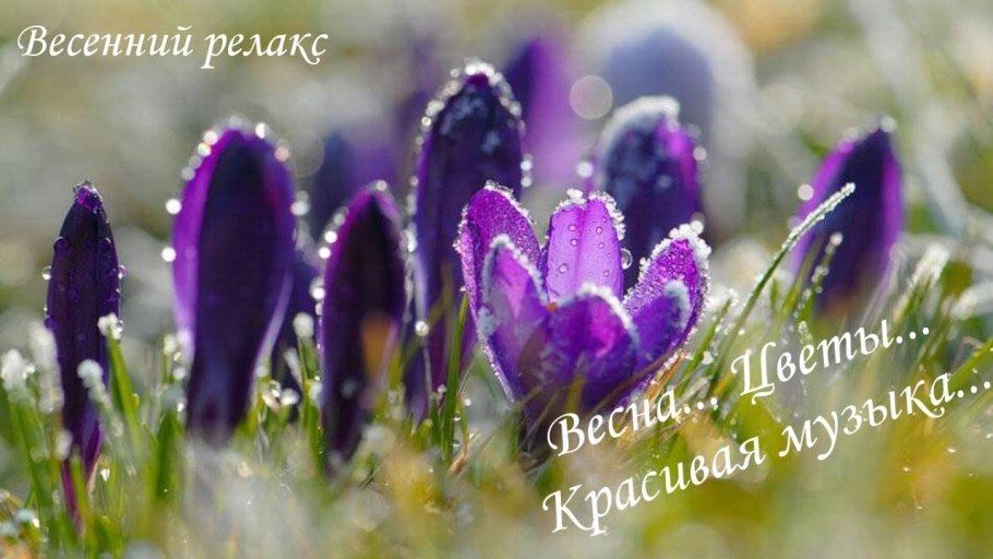 Подснежник Сибирский прострел