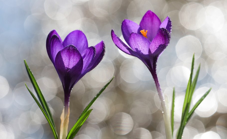 Крокус Шафран весенний