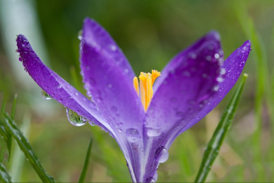 Цветы крокусы первоцветы