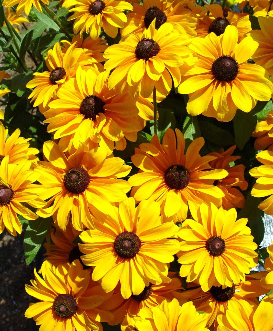 Рудбекия глянцевитая