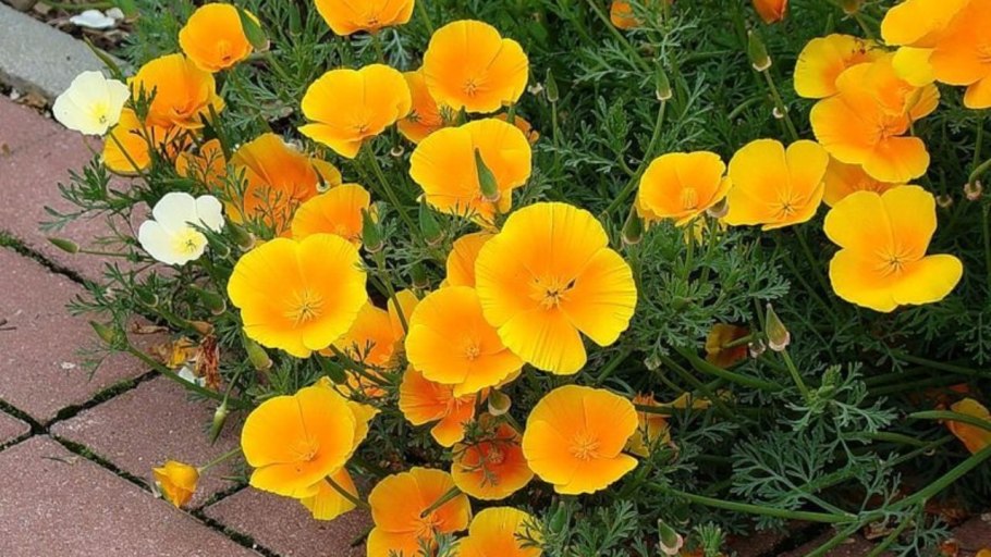 Бархатцы лайм Грин