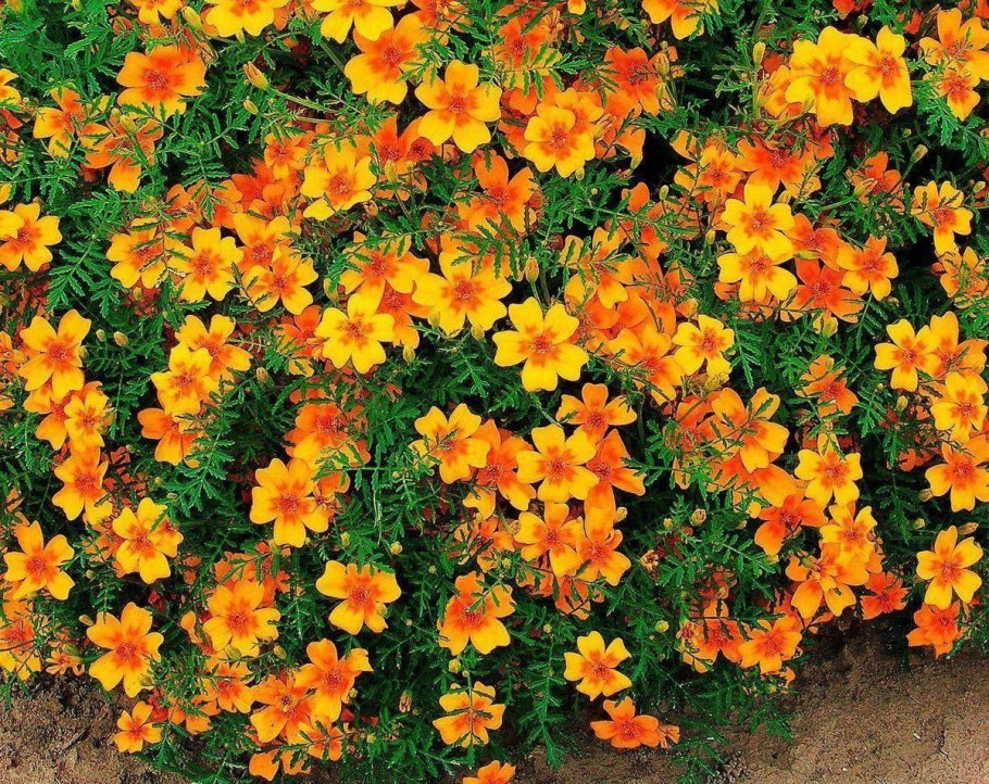 Однолетники с желтыми цветами