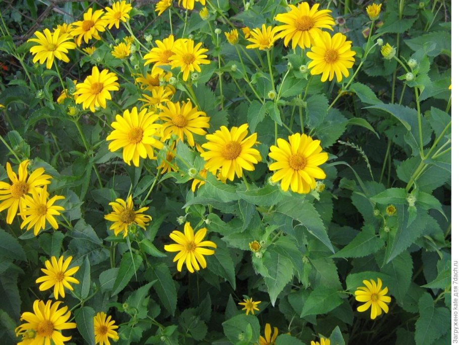 Желтые ромашки самосевом
