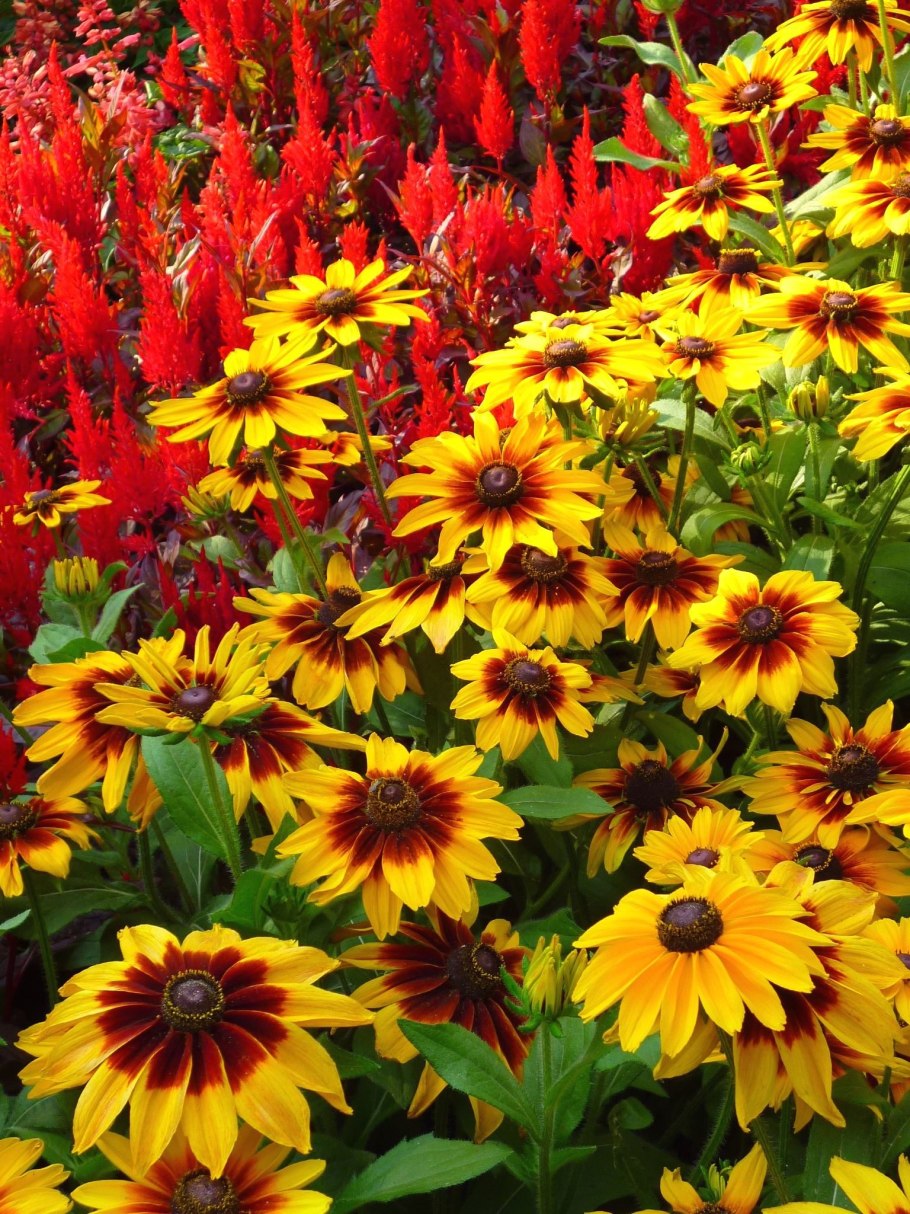 Портулак Еллоу