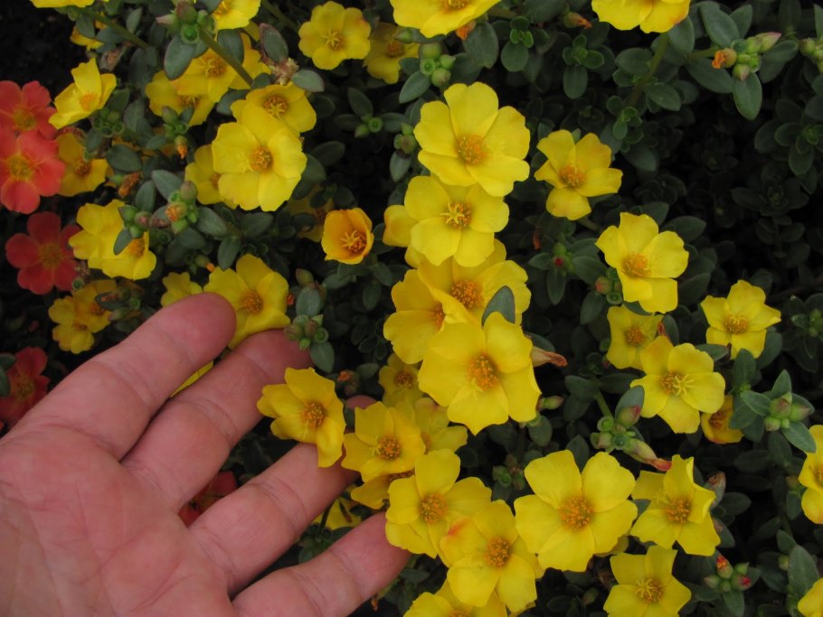 Космея серно-желтая (Cosmos sulphureus) Cosmic