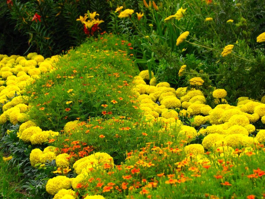 Бархатцы Мимимикс