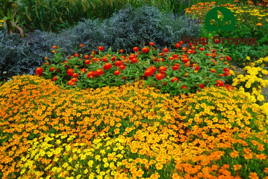 Бархатцы Антигуа оранж