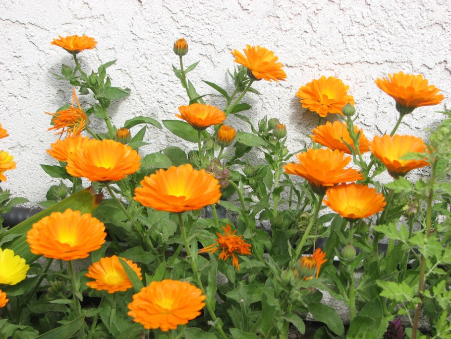 Урсиния укропная цветок