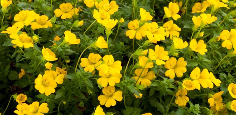 Подсолнечник махровый Санголд