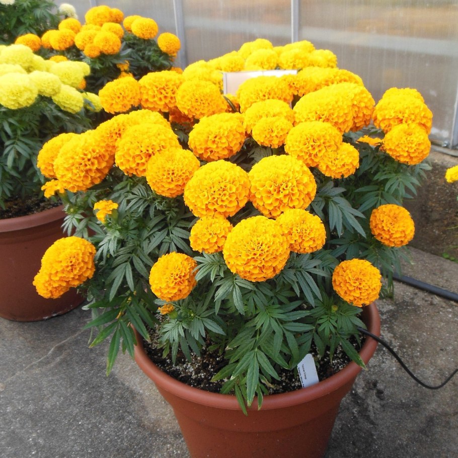 Бархатцы прямостоячие золотой принц