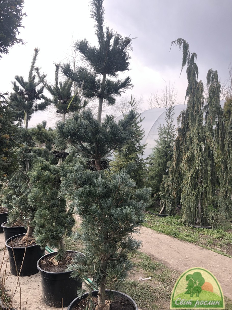 Сосна Парвифлора Темпельхоф