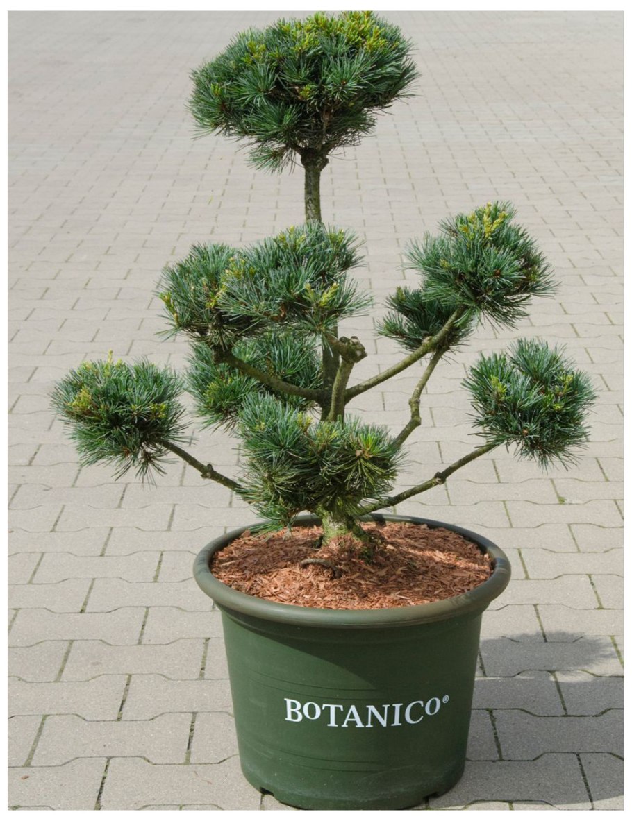 Pinus armandii mastersiana