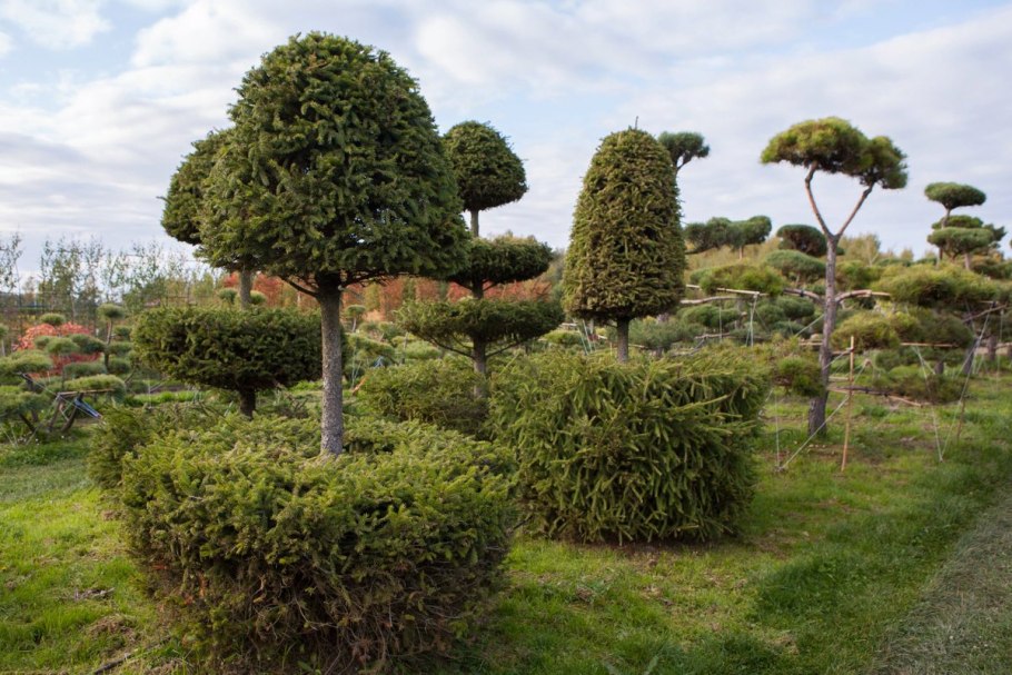 Сосна Голден Глоу