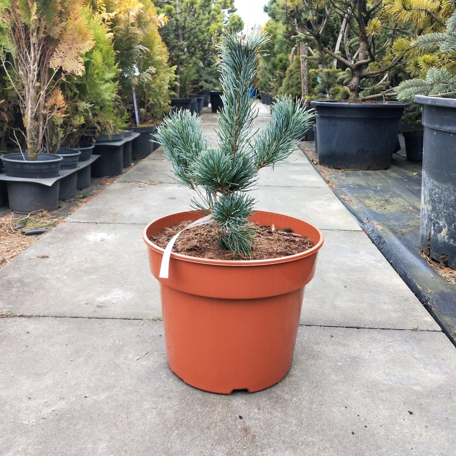 Сосна мелкоцветковая Негиши