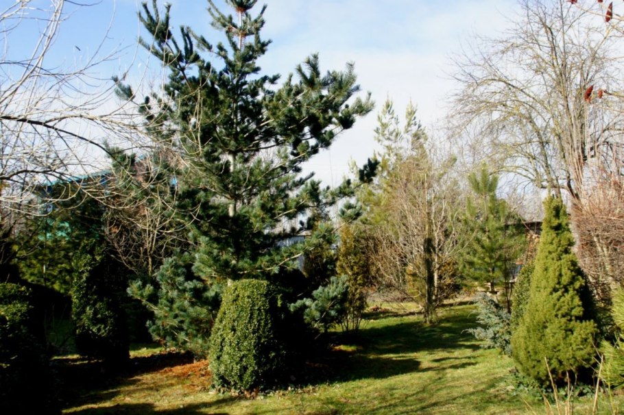 Pinus parviflora 'Himburgii'