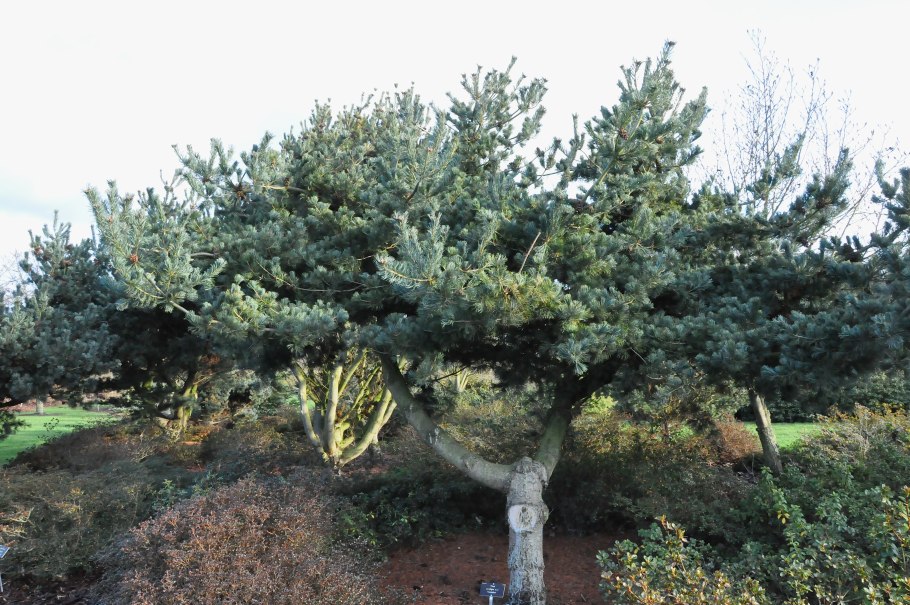 Сосна мелкоцветковая Fukai