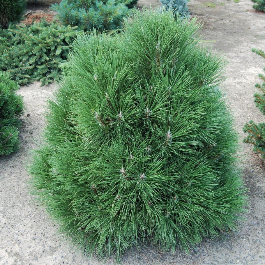 Сосна Горная Мугус ниваки