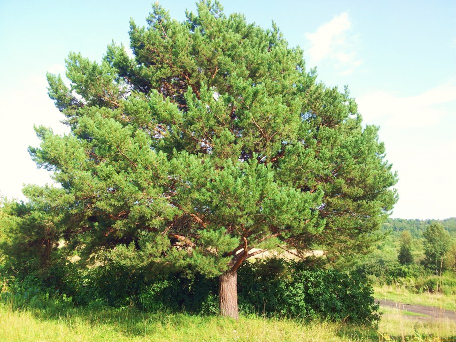Сосна итальянская – Pinus pinea l.