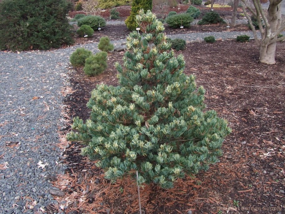 Сосна Негиши бонсай