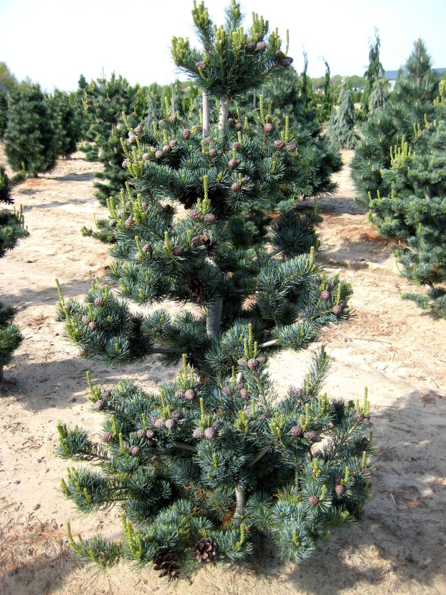 Сосна Кедровая стланиковая/Pinus pumila