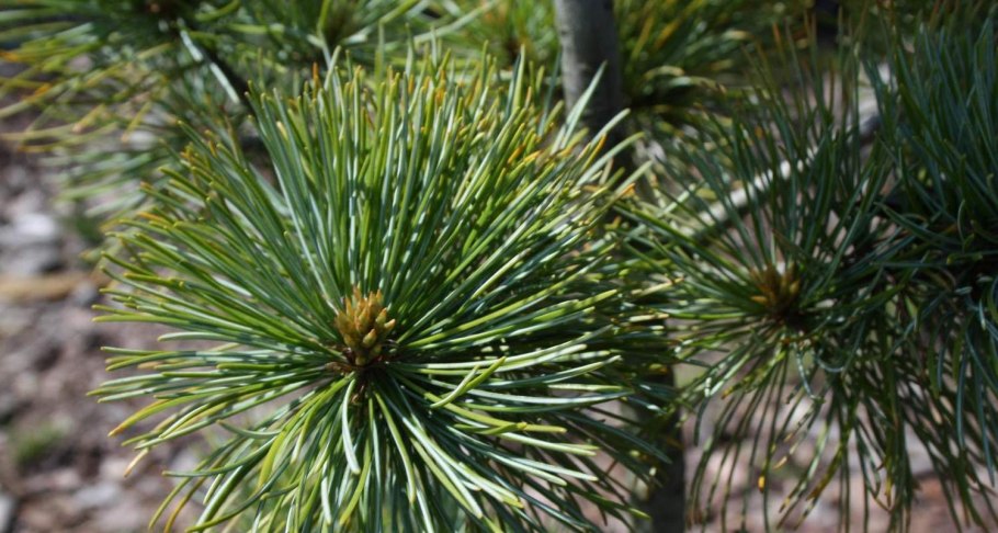 Сосна мелкоцветковая Tempelhof