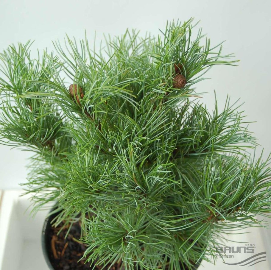 Сосна Парвифлора Темпельхоф