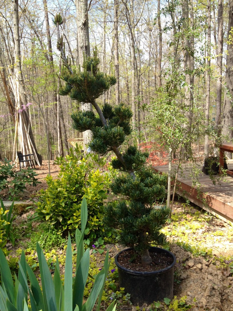 Сосна Парвифлора Темпельхоф