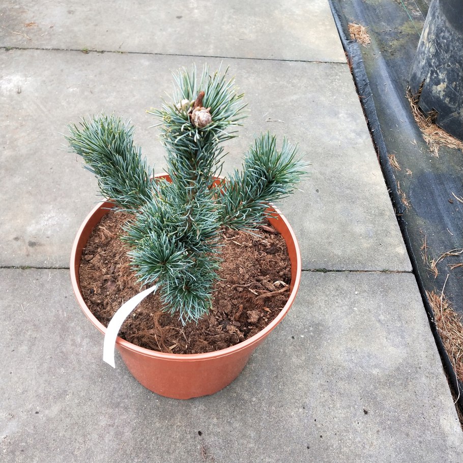 Pinus parviflora 'Himburgii'