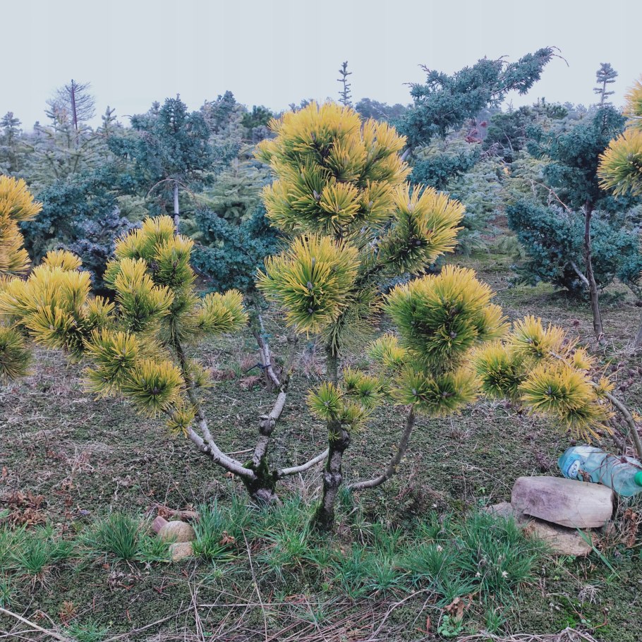 300 Летняя сосна Кияик