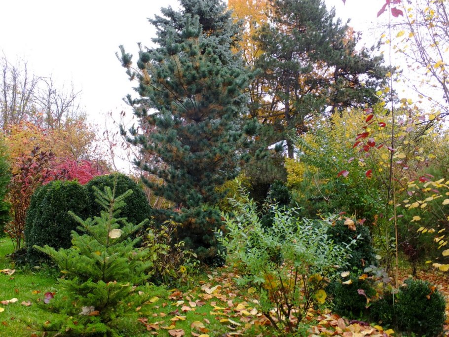 Сосна мелкоцветковая Негиши