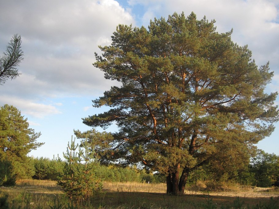 Эндемичная сосна в Японии