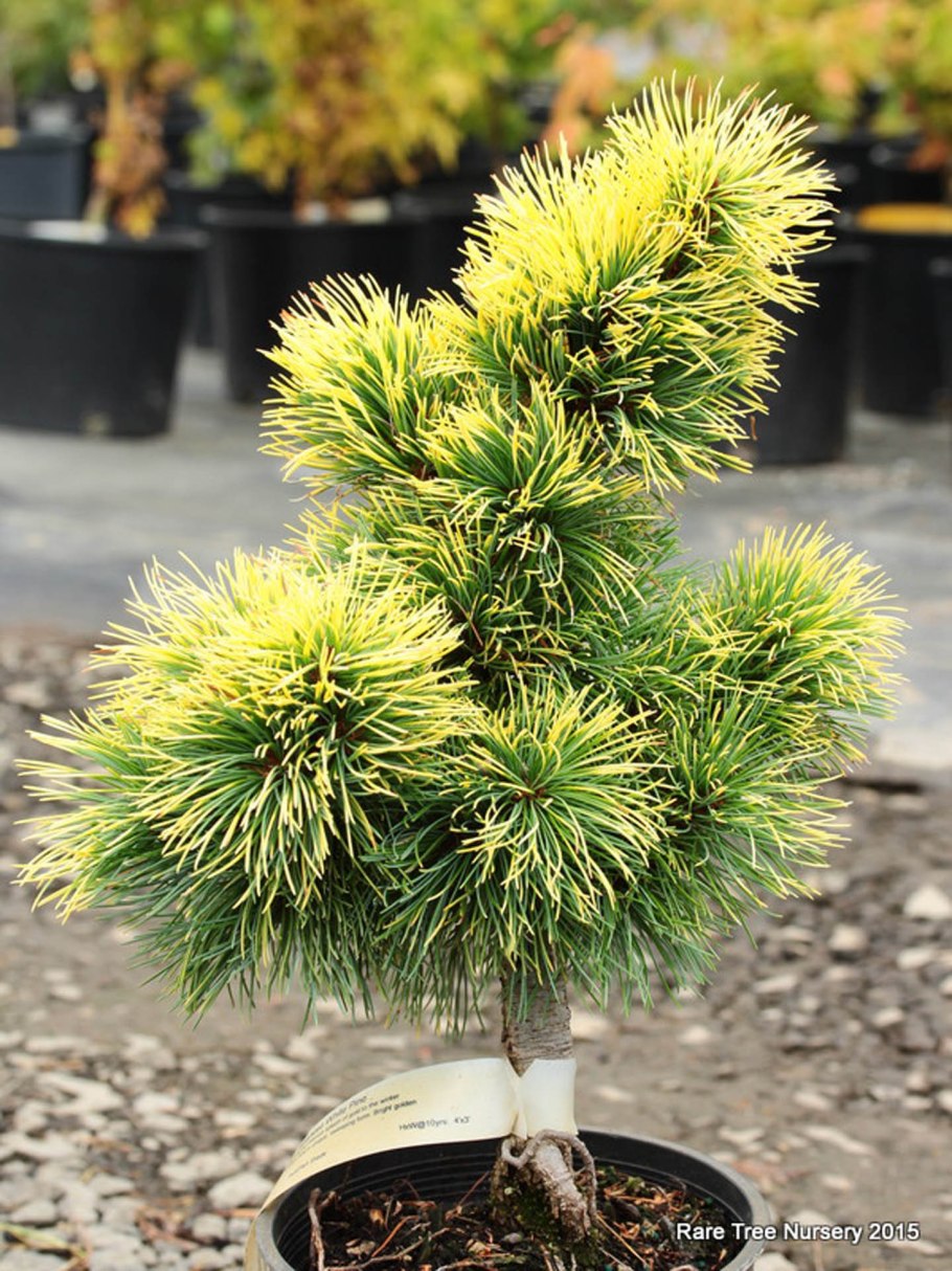 Pinus parviflora (сосна мелкоцветковая) 'glauca'