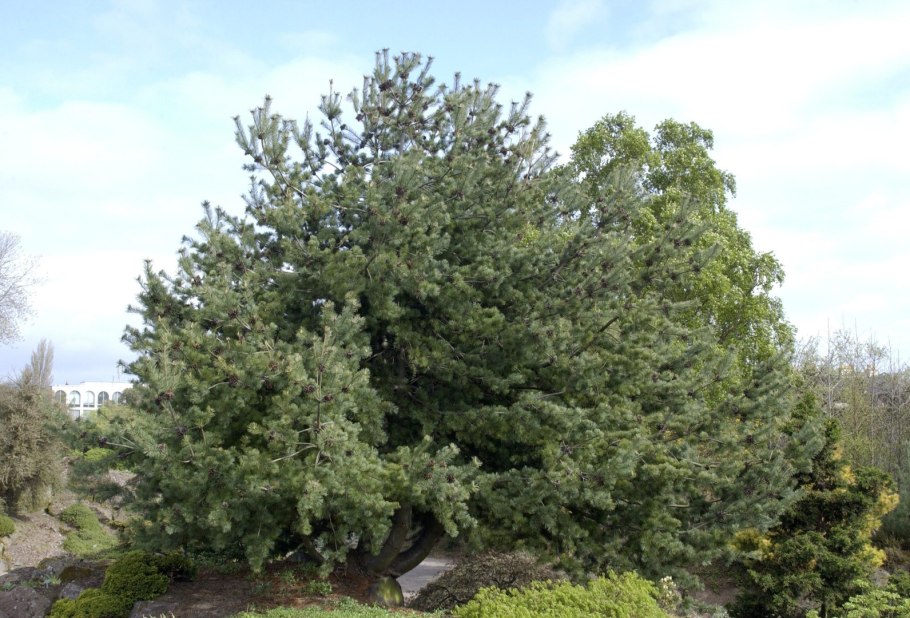 Сосна Темпельхоф в клумбе