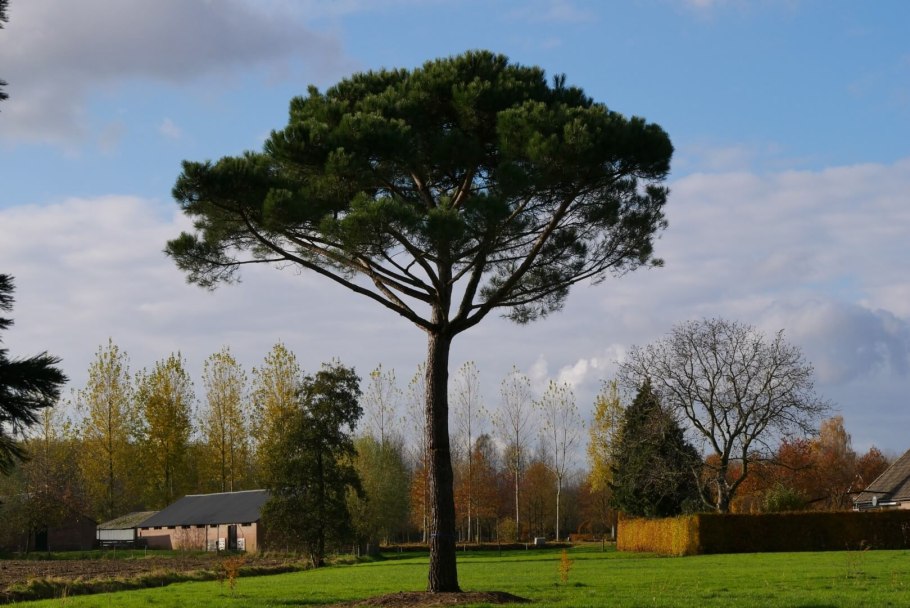 Сосна Горная ниваки