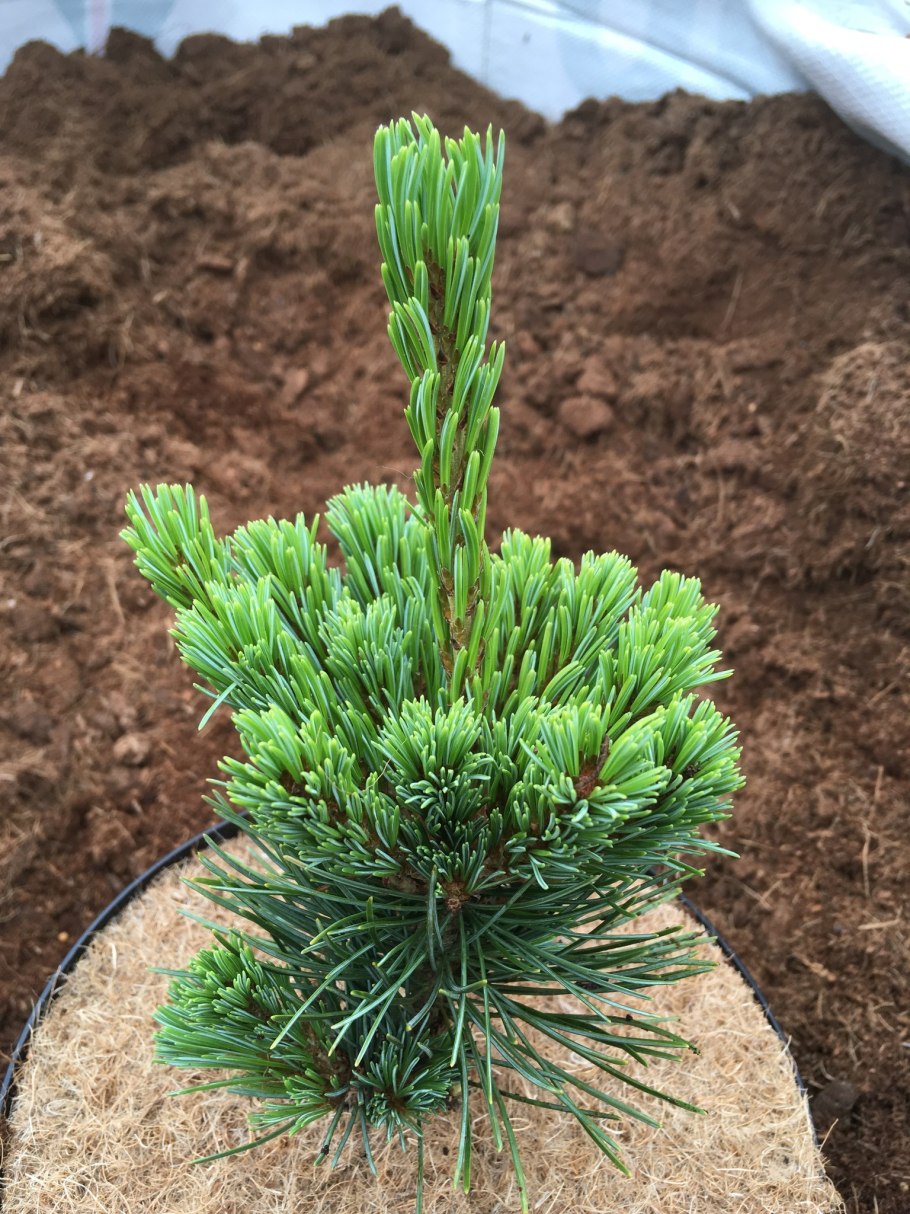 Сосна Парвифлора Темпельхоф