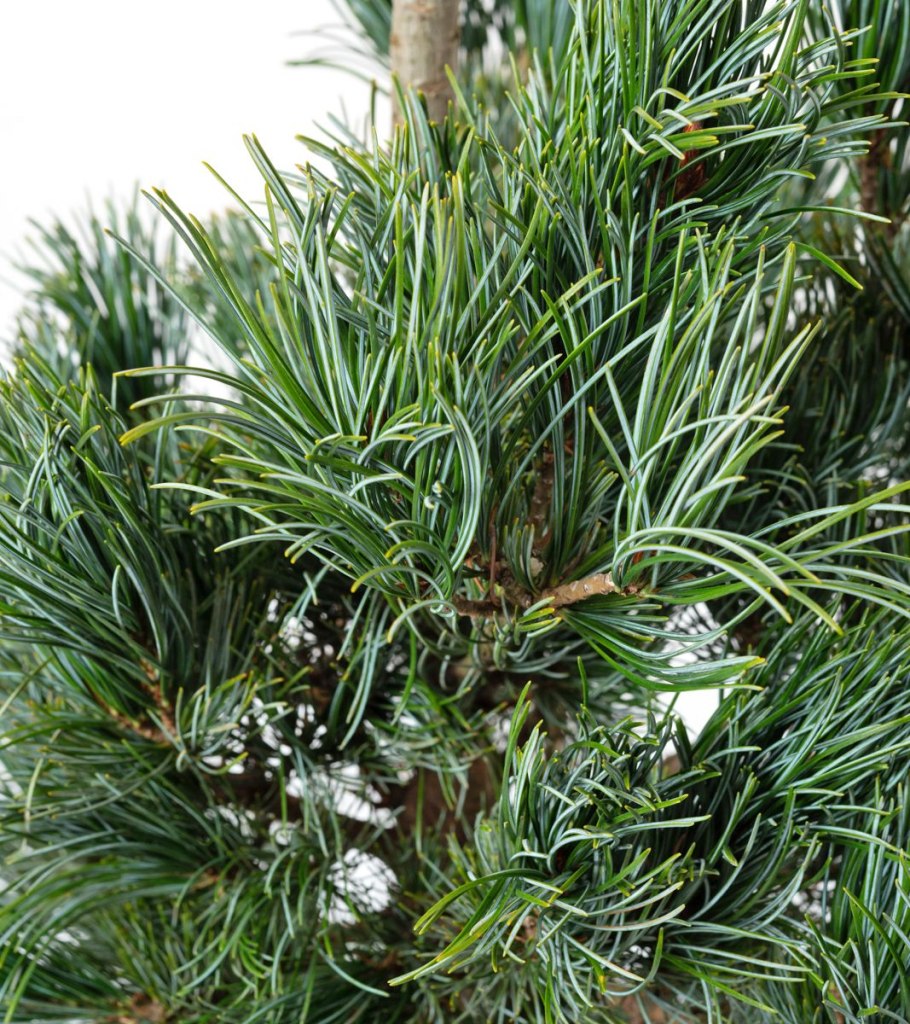 Pinus parviflora Tempelhof