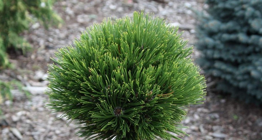 Сосна Пиния Рим