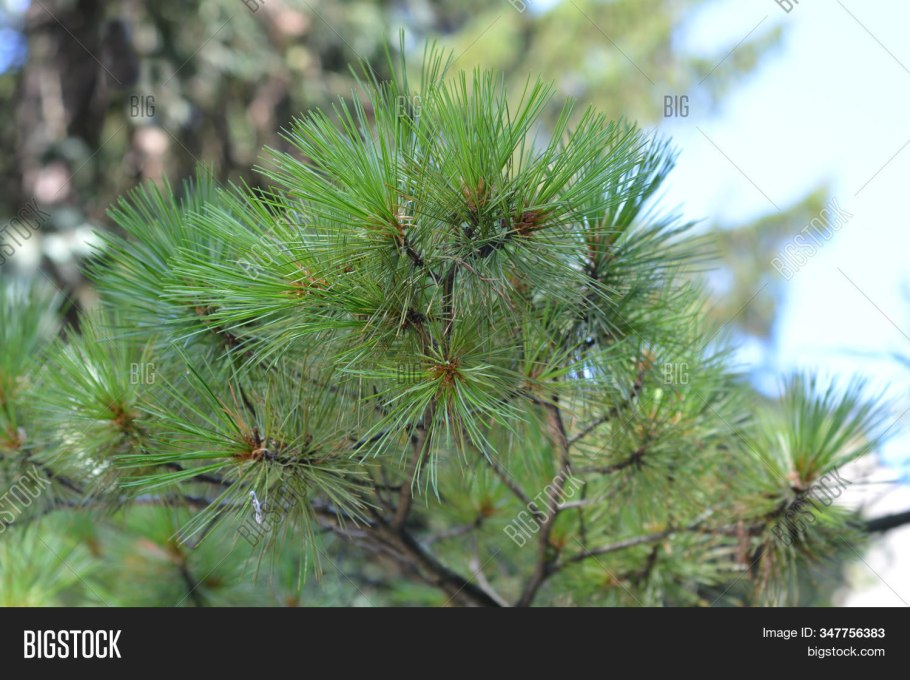 Сосна обыкновенная ниваки