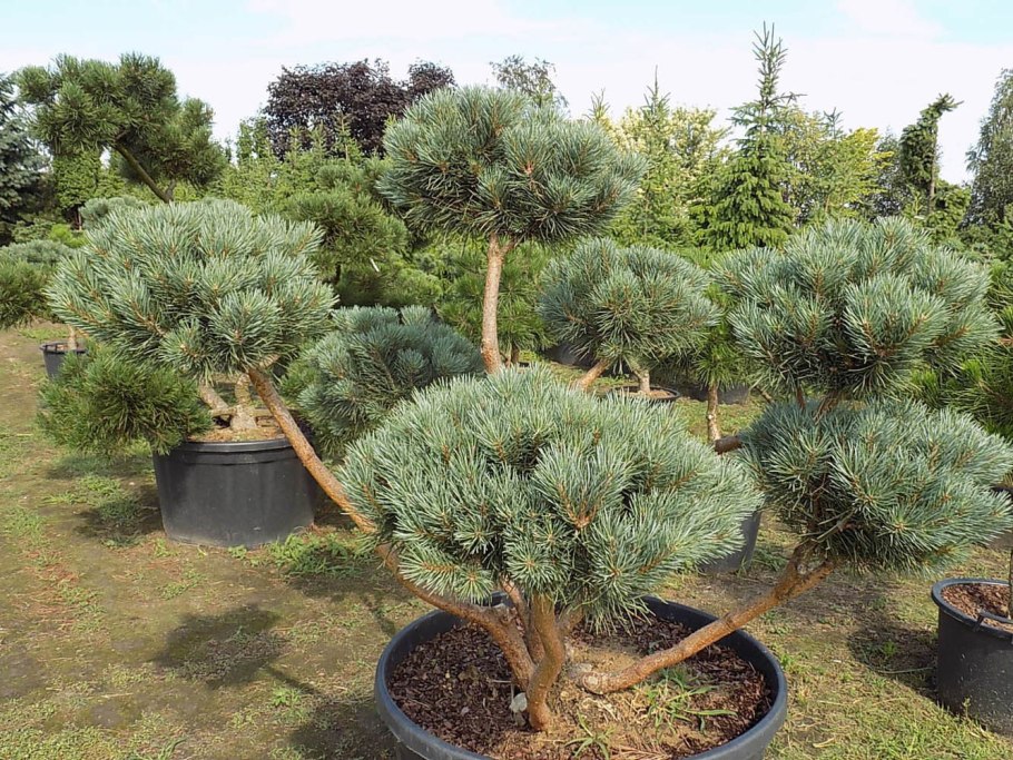 Pinus aristata
