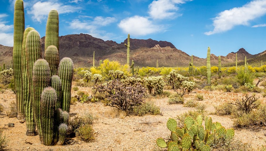 Кактус в пустыне