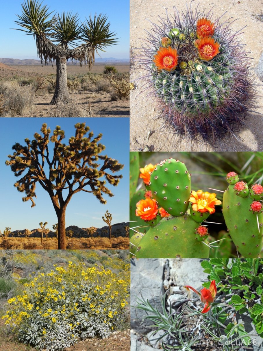 Растительность пустынь и полупустынь Африки