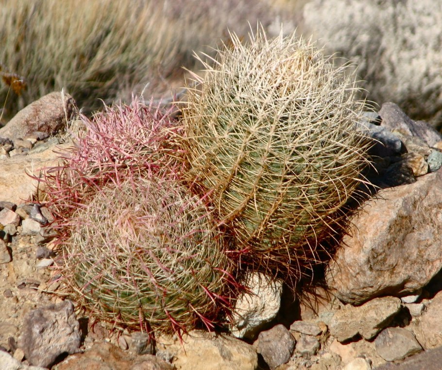 Кактус Чолла (Cholla)