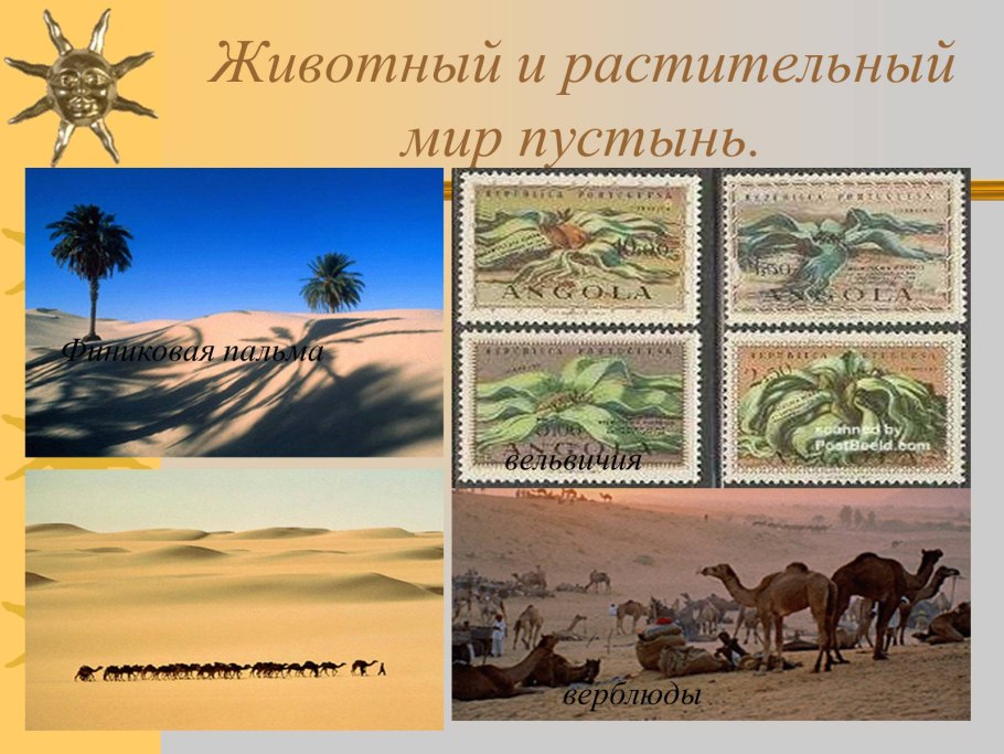 Пустыня Аризона кактусы