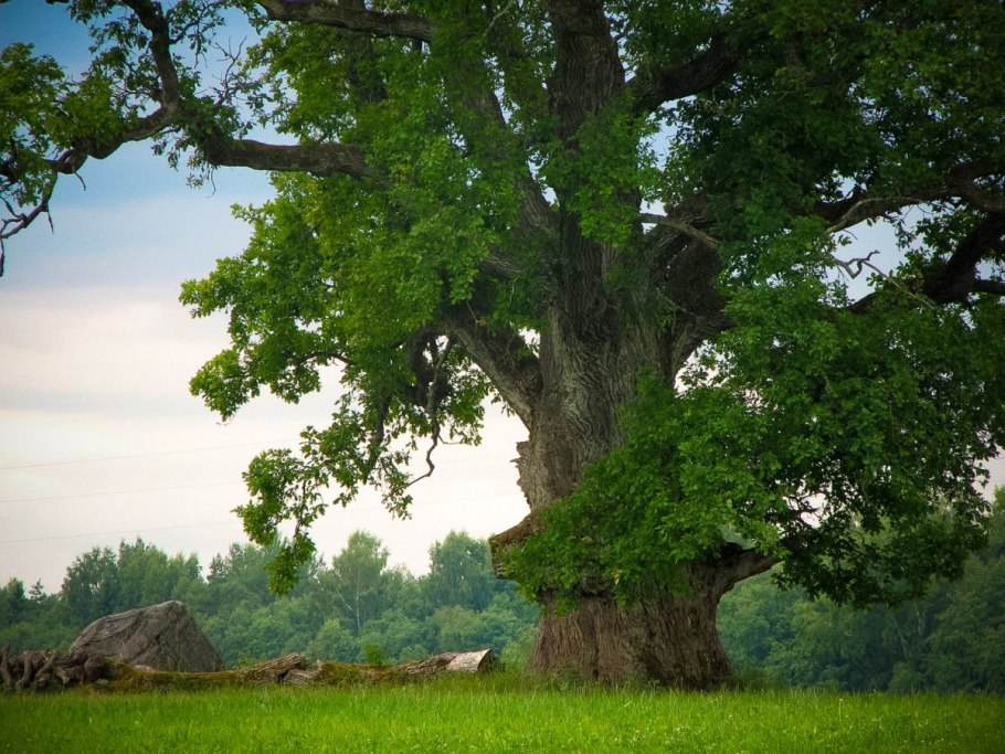 Партизанский дуб Глинное