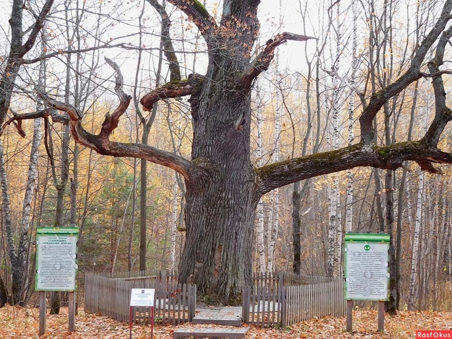 Образ дерева