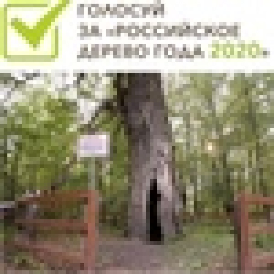 Огромное дерево арт