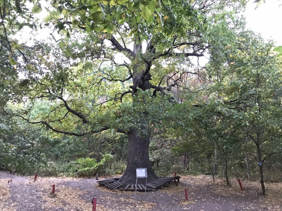 Дуб пильчатый (Quercus serrata)