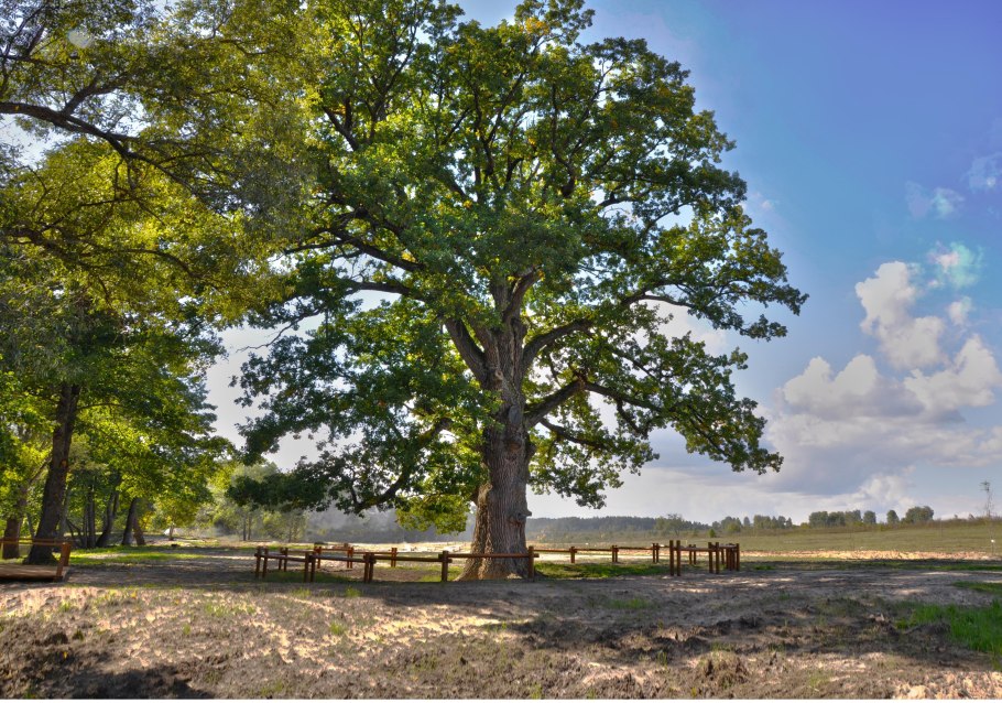 Кряжистый дуб