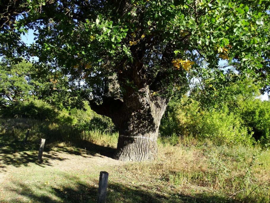 Каменно-Бродский монастырь дубы