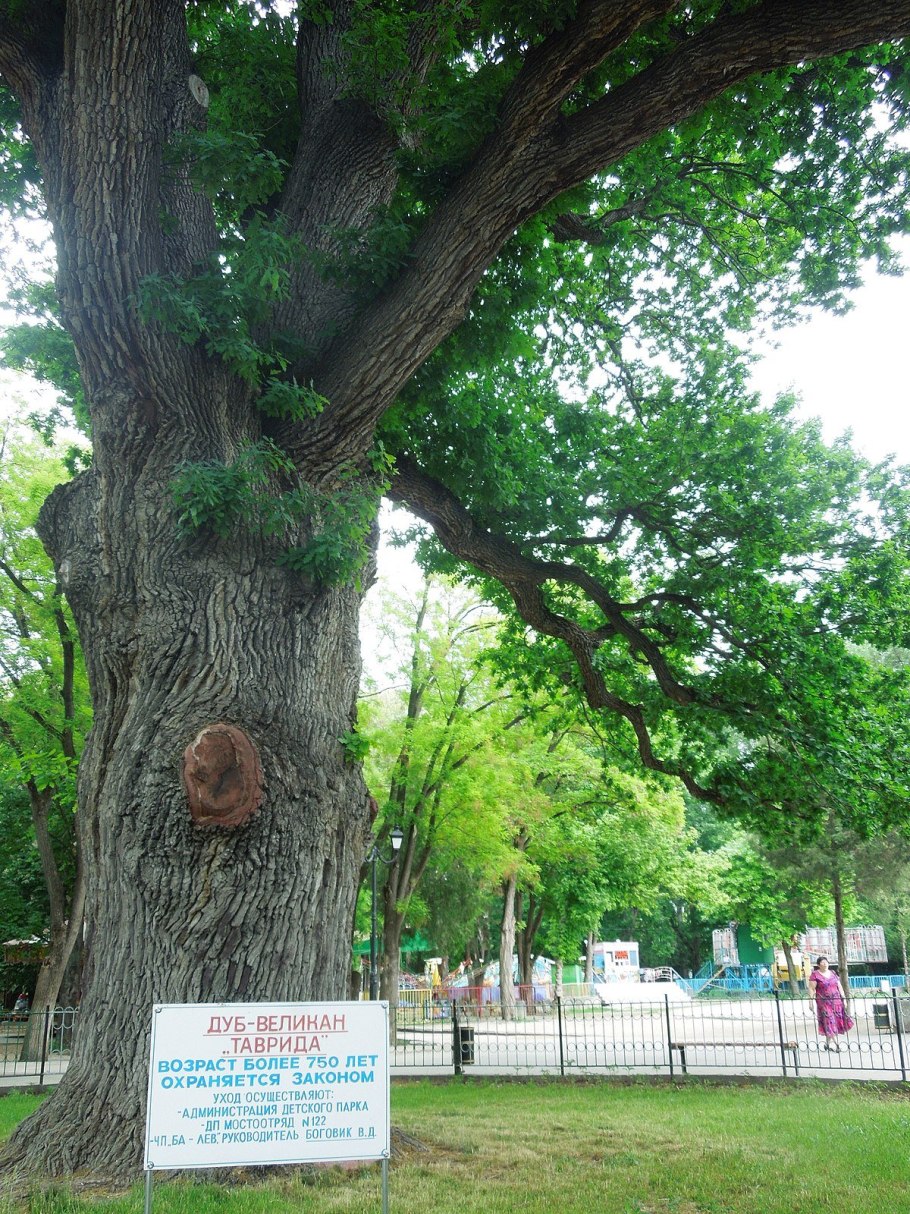 Таворский дуб